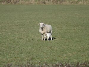 Anglesey